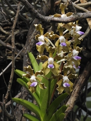 (c) rajesh rocky, some rights reserved (CC BY) Vanda tessellata, photograph (c) rajesh rocky, some rights reserved (CC BY)