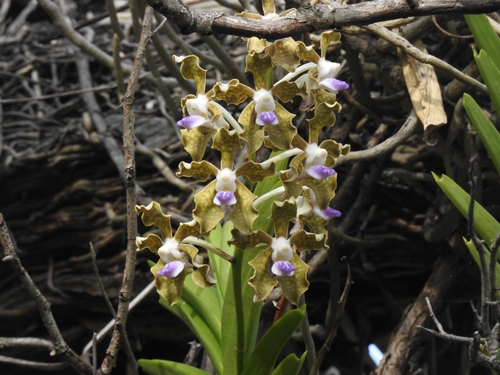 Vanda tessellata, photograph 4