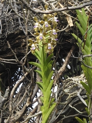 (c) rajesh rocky, some rights reserved (CC BY) Vanda tessellata, photograph (c) rajesh rocky, some rights reserved (CC BY)