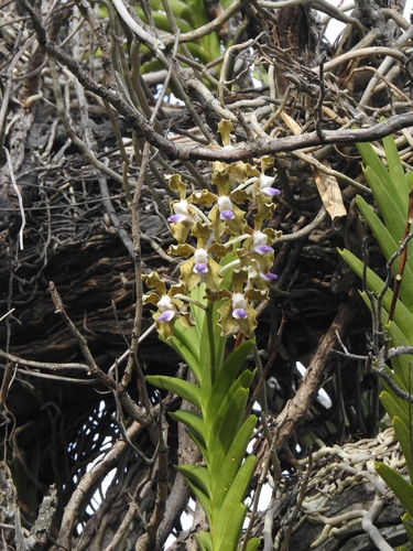 Vanda tessellata, photograph 6