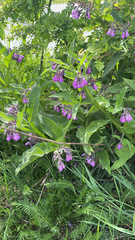 Symphytum officinale