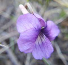 Viola dissecta