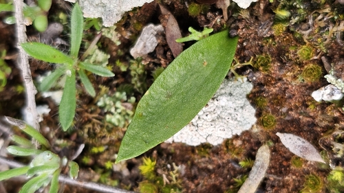 Ophioglossum lusitanicum, photograph 4