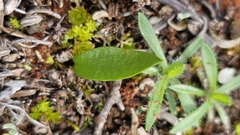 Ophioglossum lusitanicum, photograph (c) Rosalie Lawrence, some rights reserved (CC BY)