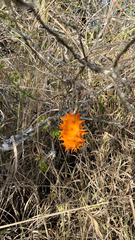 Cucumis metuliferus, photograph author not stated, no rights reserved