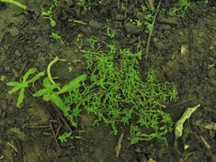 Callitriche terrestris