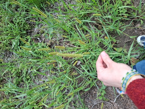 yellow foxtail