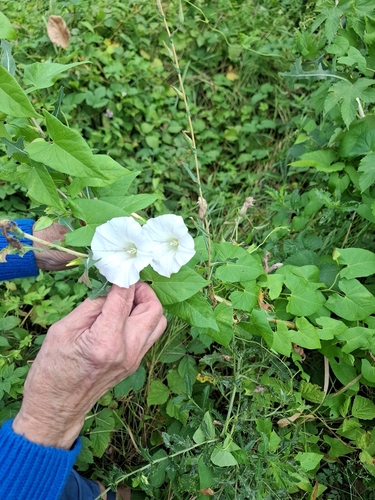 hedge bindweed