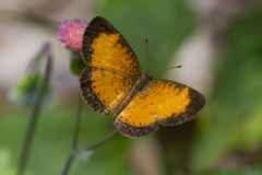 Mazia amazonica