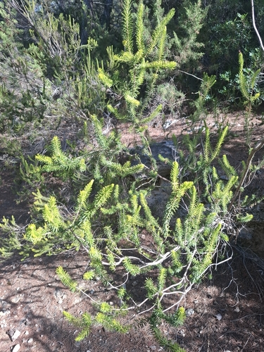 Erica multiflora, photograph 4