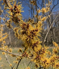 Hamamelis vernalis