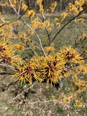 Hamamelis vernalis