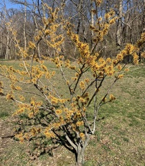 Hamamelis vernalis