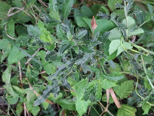 creeping thistle