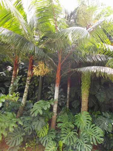 Dypsis leptocheilos