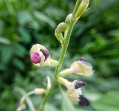 Macroptilium lathyroides