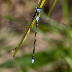 Lestes plagiatus