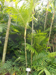 Pinanga coronata