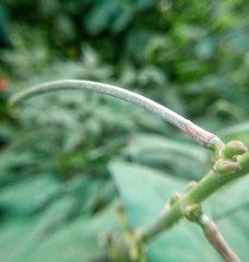 Macroptilium lathyroides