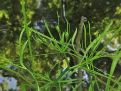 Limnosciadium pinnatum