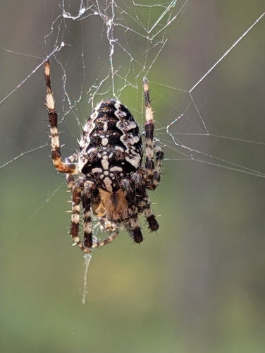 Cross Orbweaver