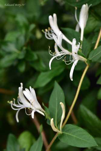 Lonicera japonica image