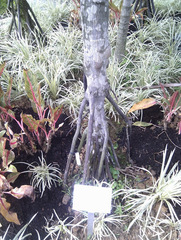 Verschaffeltia splendida