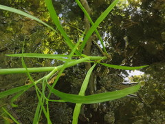 Limnosciadium pinnatum