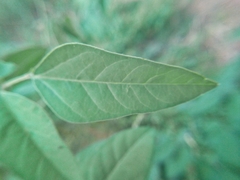 Macroptilium lathyroides