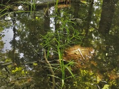 Limnosciadium pinnatum