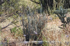 Euphorbia lomelii