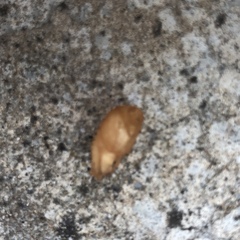 Euglandina rosea