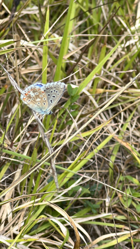 Adonis Blue