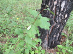 Crataegus dahurica, photograph author not stated, no rights reserved