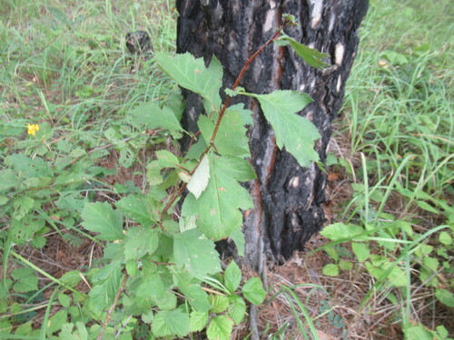Crataegus dahurica, photograph 1
