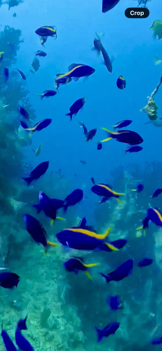 Pseudanthias tuka observed 2026-08-22