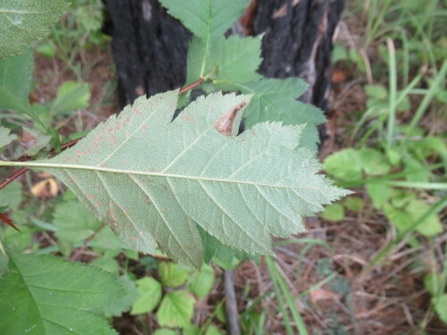 Crataegus dahurica, photograph 2