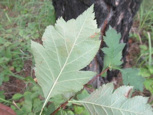 Crataegus dahurica