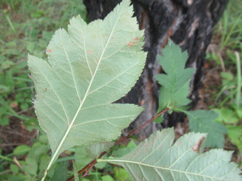 Crataegus dahurica, photograph 4