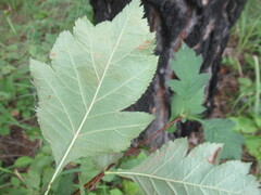 Crataegus dahurica, photograph author not stated, no rights reserved