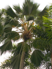 Pritchardia pacifica