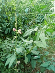 Macroptilium lathyroides