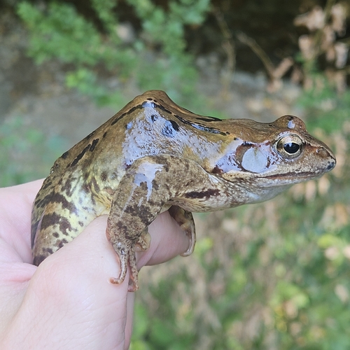 European Common Frog