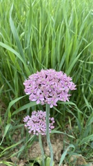 Allium nigrum