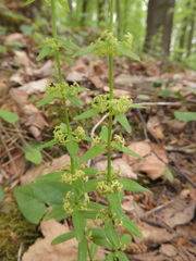 Cruciata