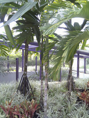 Areca guppyana