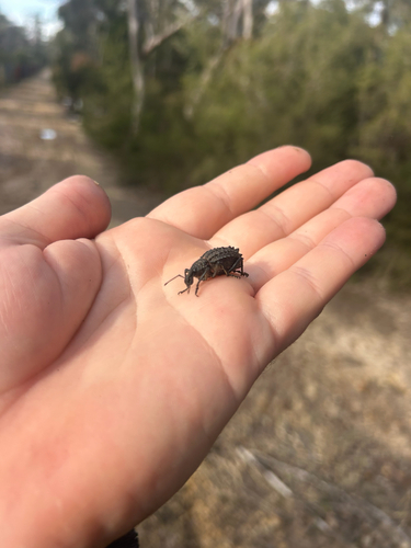 broad-back weevil