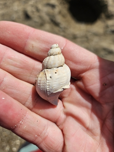 Common Whelk