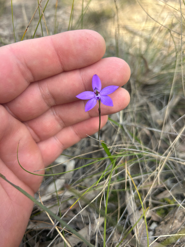 Small Waxlip Orchid
