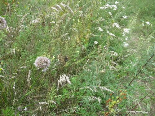 Allium splendens, photograph 5